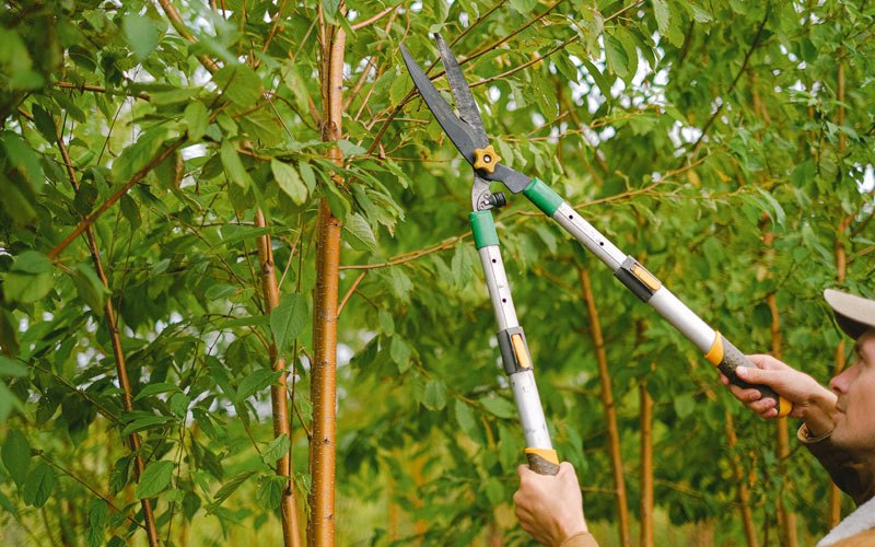 Tree trimming in Ambrose, GA